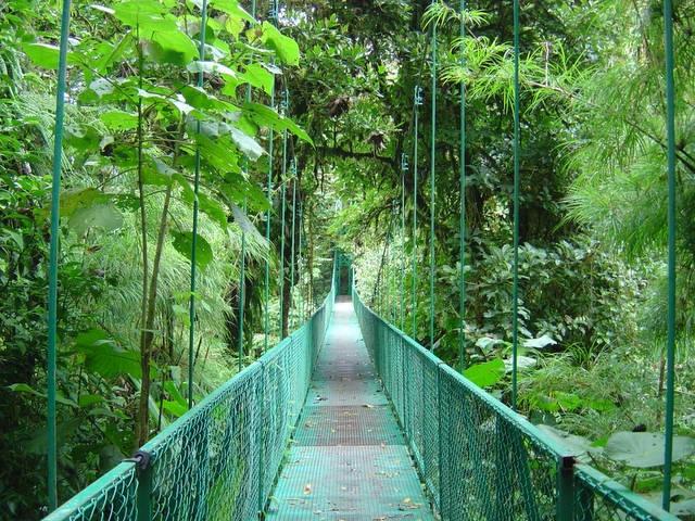 גשר תלוי מעל יער הענן, פארק סלווטורה, מונטה ורדה